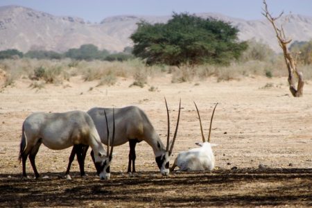 Souss Massa Wildlife National Park Visit Agadir