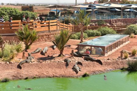 Agadir Crocodile Park Trip